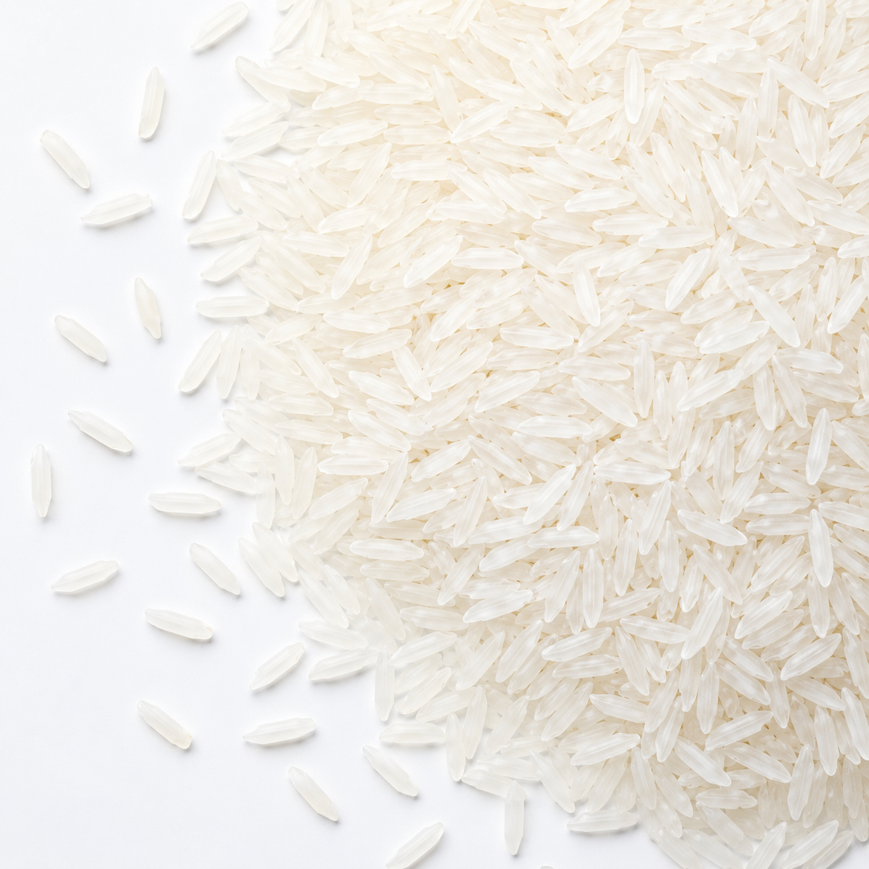 White Stella rice variety